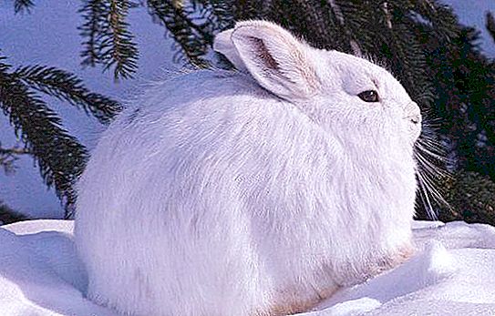 Къде живее заекът от Арктика и какво яде?