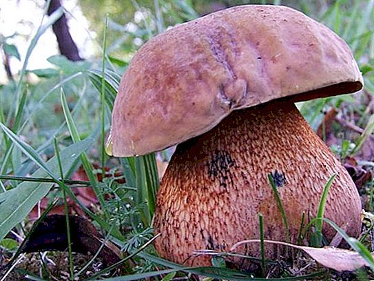 Mushrooms: black and white: description and photo