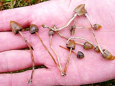 Psilocybin mushrooms: varieties, distribution, collection time