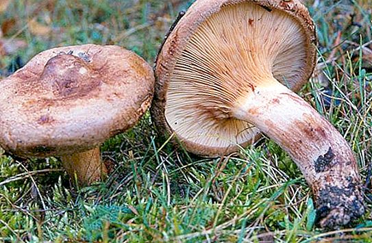 Porcini seened: mürgised või mitte? Sorteeritud