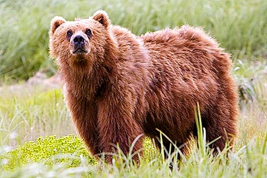 Kodiak - con gấu lớn nhất hành tinh