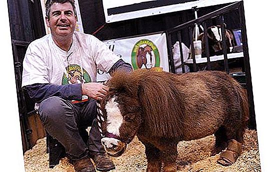 What is the smallest horse in the world? Breed of the smallest horses, photo