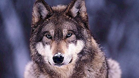 Wie is sterker - een wolf of alabai? Functies en interessante feiten