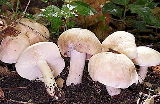 Mag champignons. Mei-paddenstoel: foto