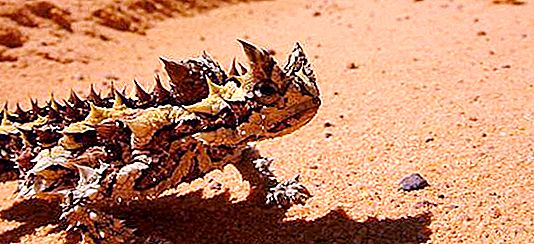 Moloch - um lagarto que impressiona com sua aparência