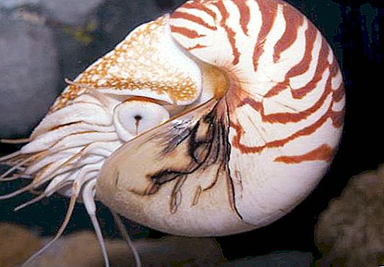 Nautilus (động vật thân mềm): mô tả, cấu trúc và sự thật thú vị