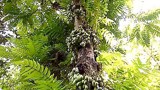 Árvore de pepino - descrição, tipos, características dos cuidados e crescimento