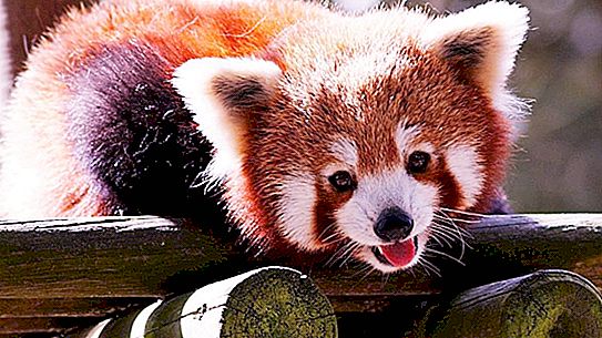 Är pandaer farliga för människor? Reta inte en bambubjörn!