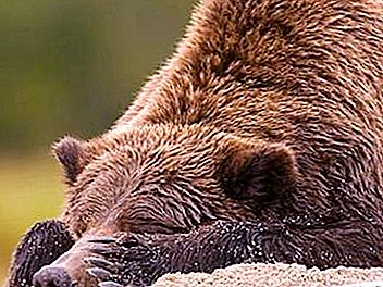 動物の特徴：クマが冬眠する理由