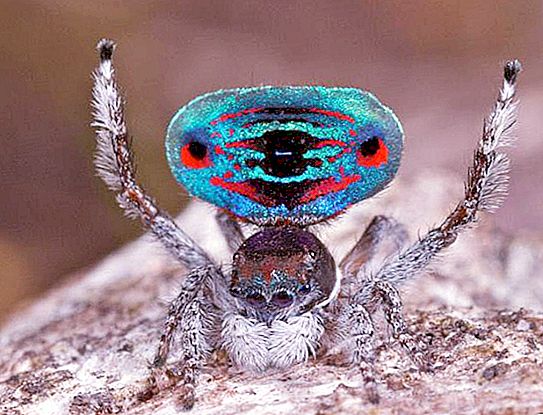 Паунов паяк - един от най-необичайните представители на паякообразни