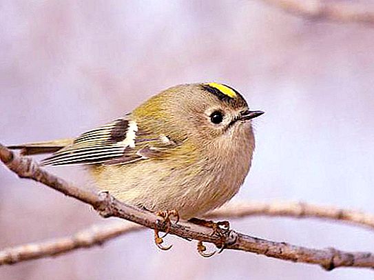 Pájaro reina de cabeza amarilla: descripción, peso, voz y datos interesantes.