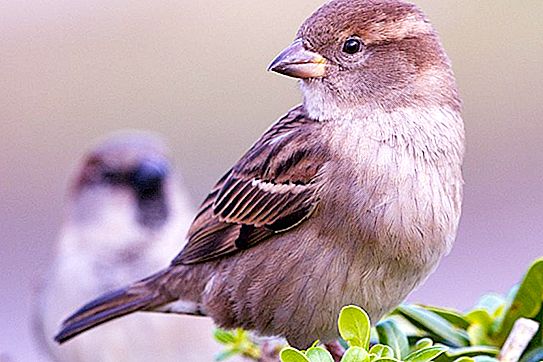 Vögel der Region Primorsky: Beschreibung