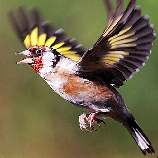 Goldfinch - dainų paukštis