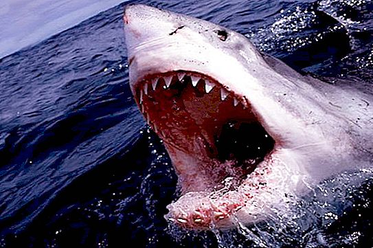 Hur mycket väger en haj: betyg av de bästa