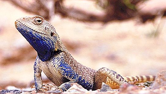 Stepper Lizard: φωτογραφία και περιγραφή, τρόπος ζωής και οικότοπος