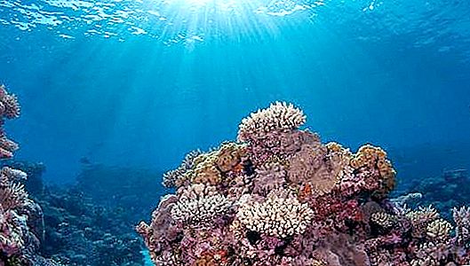 Az óceánok lenyűgöző víz alatti világa