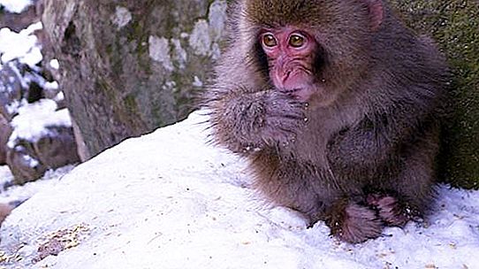 일본 원숭이 (사진). 일본 눈 원숭이