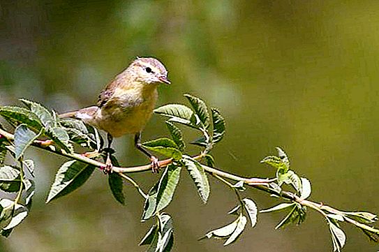 Zöld Mockingbird: életmód, dalok, élőhely