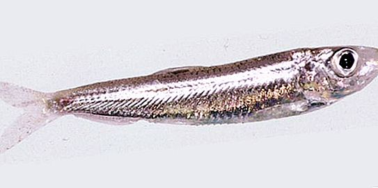 אבראו טיולקה - איזה סוג של דגים?