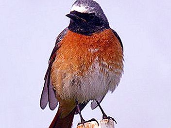 Redstart - όμορφο και υγιές πουλί