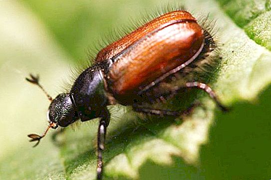 Ia adalah menarik untuk mengetahui: apa kumbang makan