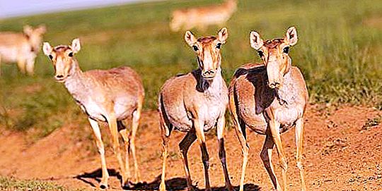 Kalmyk antelope: mga larawan at paglalarawan. Saiga antelope: kung saan ito nakatira at kung ano ang kinakain nito