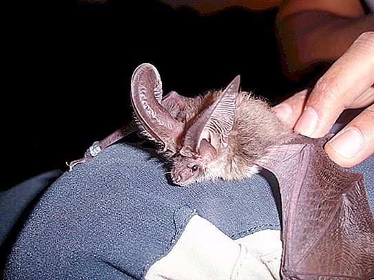 Šikšnosparnis yra ausų. Kaip atrodo ruda ausų kepurė ir kur ji gyvena?