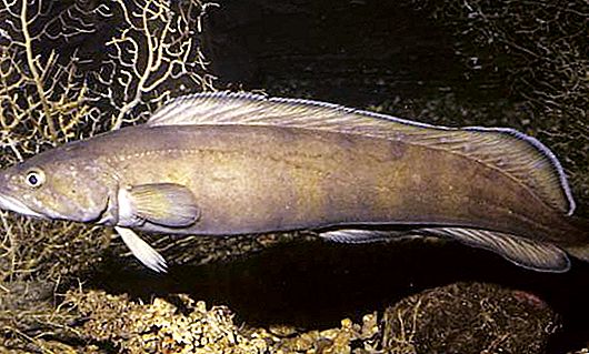 Sea burbot: characteristics, scientific name and commercial value