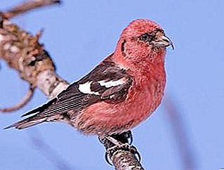 क्रासबिल्स पर कुछ जानकारी, या जो पक्षी सर्दियों में चूजों को पालते हैं