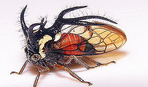 Farligt och fruktansvärt: vilket insekt har det mest fruktansvärda utseendet?