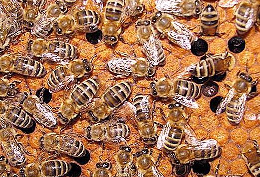 Κυνηγετικές μέλισσες. Φρικτή κληρονομιά