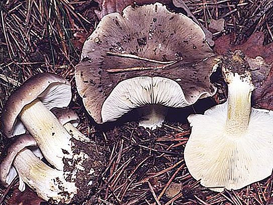 Sandlådor - svamp som klassificeras som ätliga