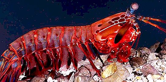 Mantis krabbe - en fantastisk marine rovdyr