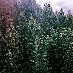 针叶林的救济。 自然区的特征