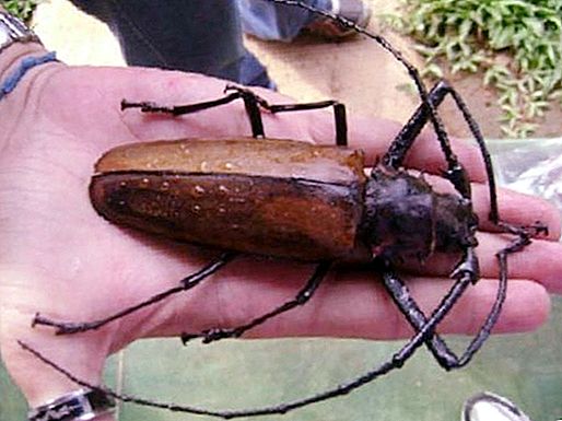 Kumbang terbesar di dunia: foto, deskripsi