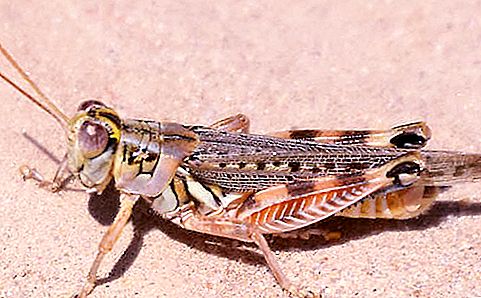 Мигрираща скакалца: описание на видовете, местообитание, снимка. Нашествие на скакалци и контрол на насекомите