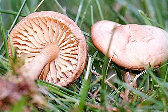 Eetbare paddenstoel - weidehoningzwam
