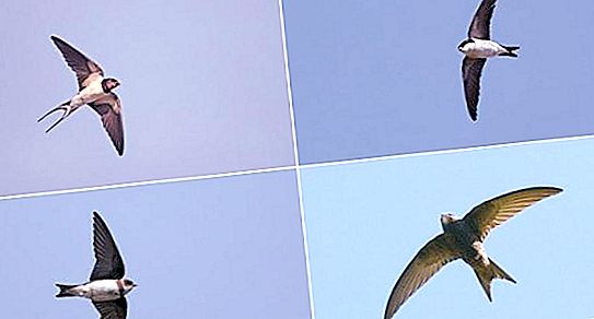 Podobnosti: vlaštovky a swifts. Co mají společného?