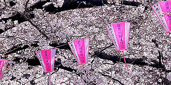 Japanissa kirsikankukkakausi on alkanut: hurmaavia ja uskomattomia valokuvia tapahtumapaikalta