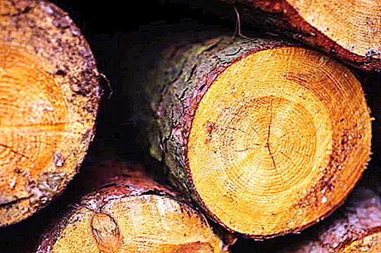 लकड़ी, रचना, गुण, सुविधाएँ और संरचना का मूल्य। लकड़ी क्या है?