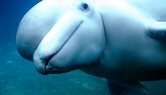 Paus Beluga - mamalia: deskripsi, habitat, berkembang biak