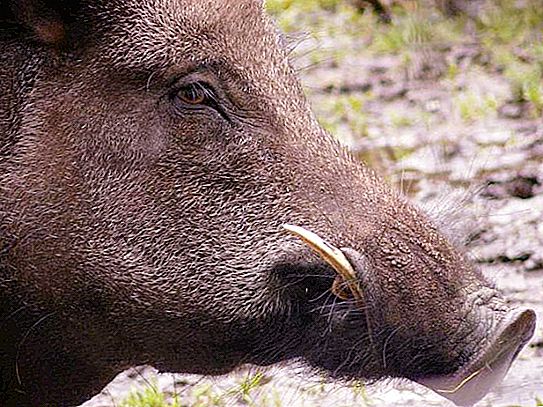 Phải làm gì nếu tôi gặp một con lợn rừng trong rừng? Làm thế nào để được cứu?