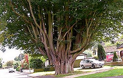 角树。 角树在哪里生长？ 说明，照片