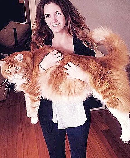 Двама младежи приютиха малко коте в Мейн Кун. Скоро се превърна в най-голямата котка в света.