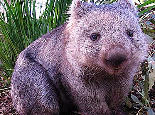 Τα περιττώματα του Wombat. Γιατί οι κύβοι σκύλων μήτρας; Πού ζει το wombat;