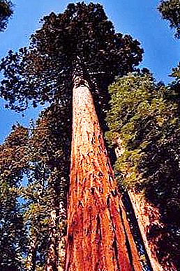 Hvor det største træ på Jorden vokser