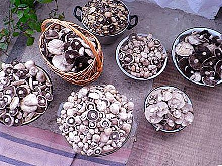 Paddestoelen van de Krim. Eetbare paddenstoelen van de Krim: beschrijving, foto