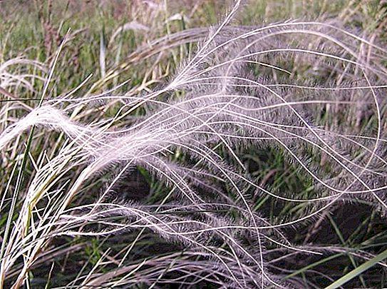 Feathery feather grass - steppe grass