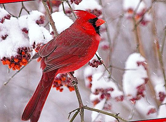 Červený kardinál - malý vták s jasným perím a nádherným hlasom