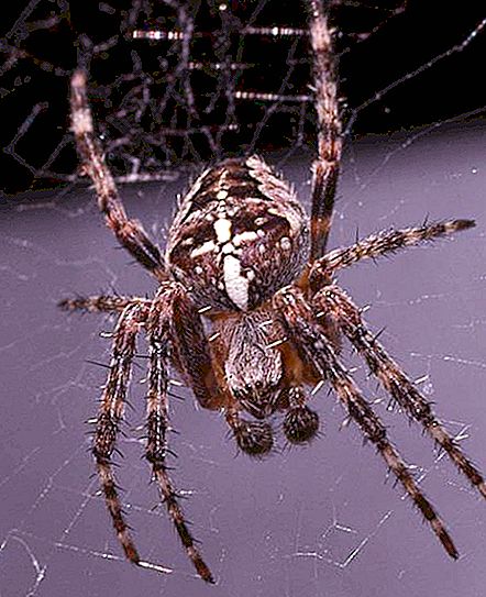 Cruz comum (aranha): descrição, habitat